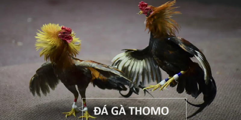 đá gà Thomo mới nhất